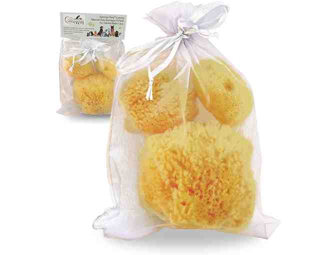 Dog Grooming Package