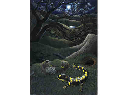 "California Tiger Salamander" art print