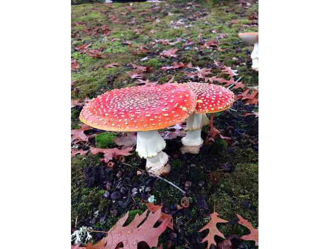 Guided Mushroom &amp; Plant Walk Through Mendocino Forest - Photo 1