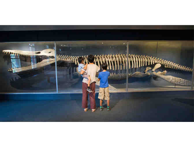Admission for four to the Harvard Museums of Natural History and Archaeology