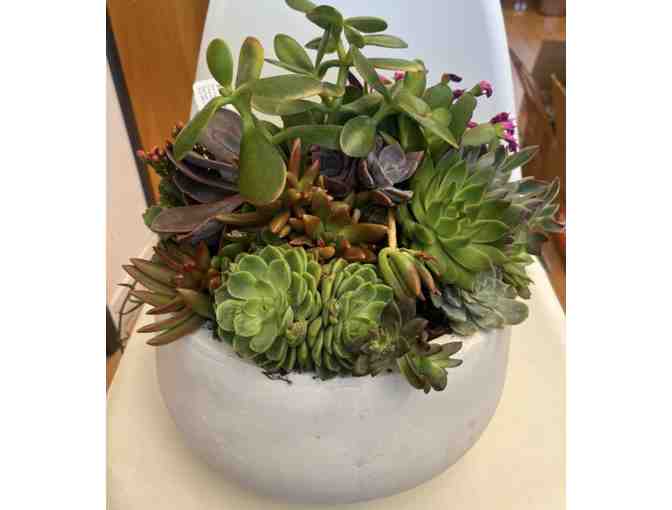 Succulent centerpiece from the Red Room - Photo 1
