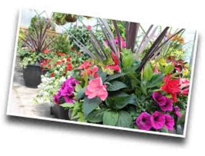 $50 towards YOUR CHOICE of Beautiful Flowers from Brantim Country Garden Centre - Photo 1