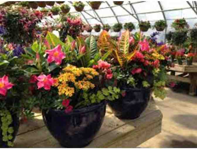 $50 towards YOUR CHOICE of Beautiful Flowers from Brantim Country Garden Centre - Photo 2