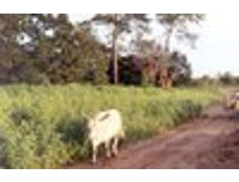 Free Travel Health Consultation for Two Adults