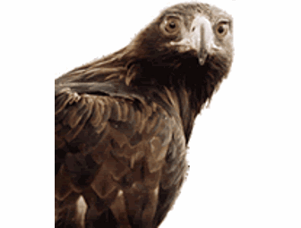 Lindsay Wildlife Museum - Four Guest Passes