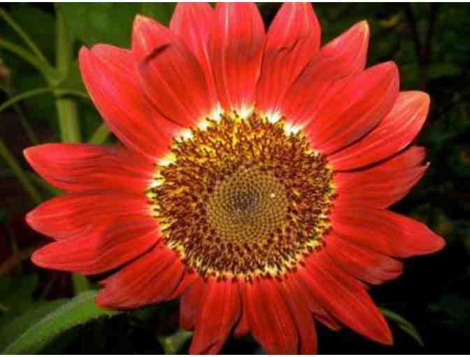 Painting and Snacks at Descanso Gardens with Mrs. Ragus and Ms. Stutin