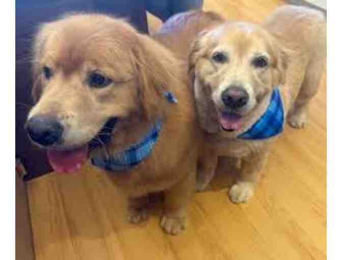 Button Nose - The Works Grooming Session - Photo 2