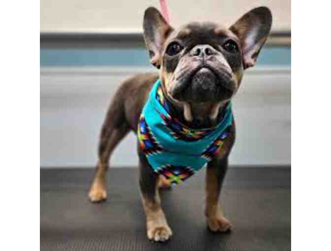 Button Nose - The Works Grooming Session - Photo 3