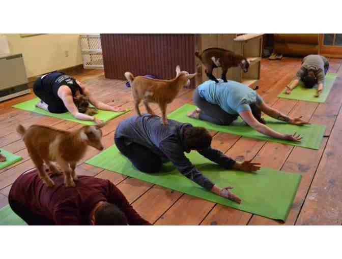 Laughing Frog Yoga - 21 Day of Unlimited Yoga - Photo 2