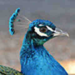 Ardenwood Historic Farm