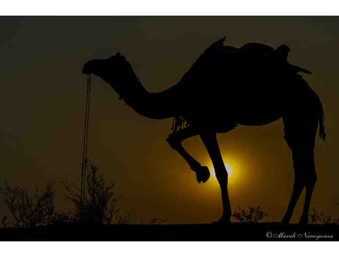 Manvar Camel - Metal Print Photo by Murali Narayanan - Photo 1