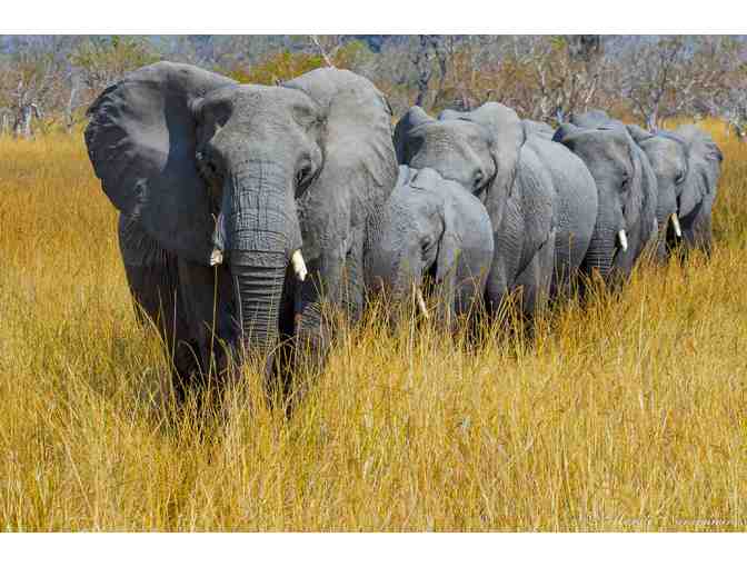 Botswana Elephants - Metal Print Photo by Murali Narayanan - Photo 1