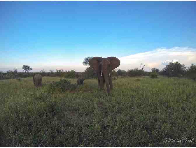 South African Photo Safari for two (2) guests at Ezulwini Safari Lodges (PKG#1)