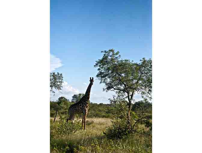 South African Photo Safari for two (2) guests at Ezulwini Safari Lodges (PKG#2)