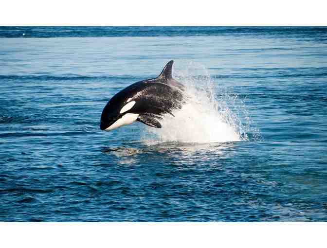 2 Night Stay at The Bishop Victorian Hotel and a Full Day of Whale Watching in Washington!