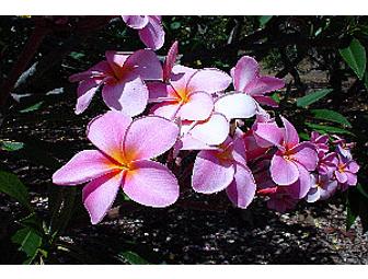 Taste of Hawaii on the Mainland (Los Angeles area) - $150 Gift Card