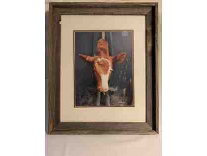Framed Red Cow Photograph