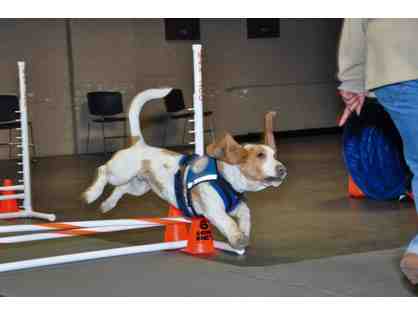SuperDogs Need Agility Equipment!