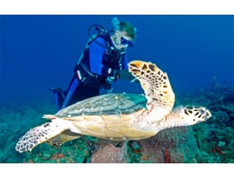 7-Day Beach and Bush Safari with The Old Line Safari Company