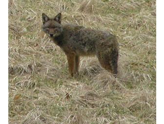 Behind-the-Scenes of a Cuyahoga Valley National Park Coyote Survey