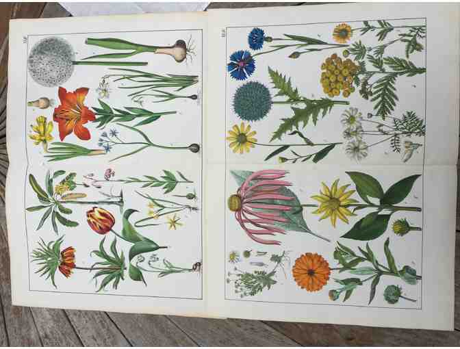 Large Set of Floral Prints 1874