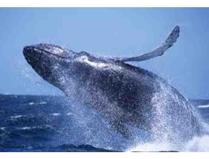 Monterey Bay Whale Watch - Pass for Two (2) Adults