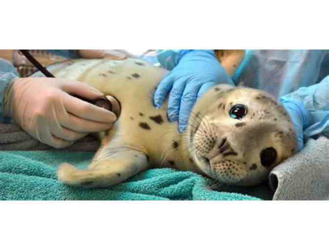 Pass for Two to The Marine Mammal Center