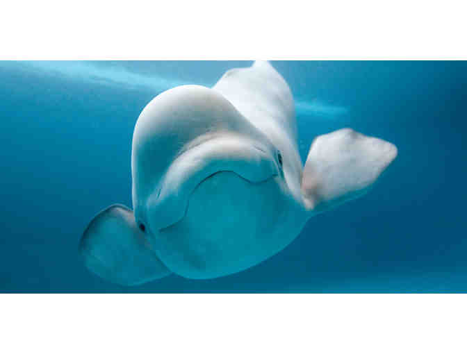 Four Passes to the Shedd Aquarium