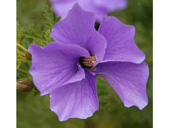 $50 Gift Card to Elegant Gardens Nursery (2 of 2)