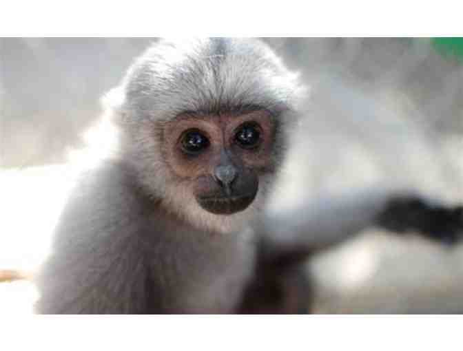 Passes for Two to the Gibbon Conservation Center