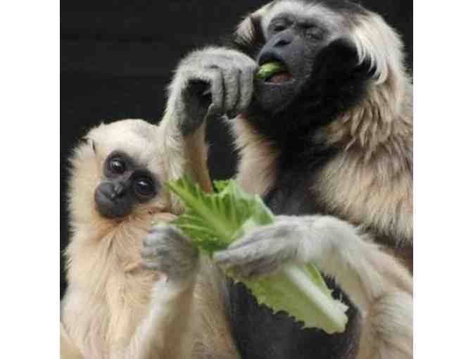 Passes for Two to the Gibbon Conservation Center