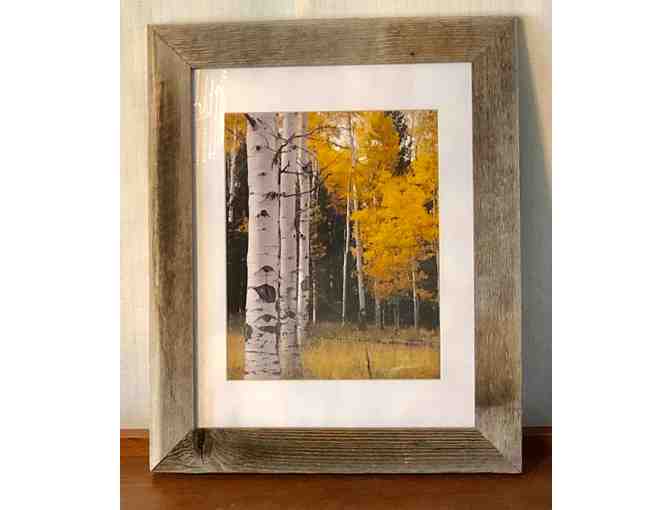 ART - Framed & matted Photograph of Aspens by William Knoll