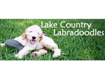 Lake Country Labradoodles Pick of the Litter