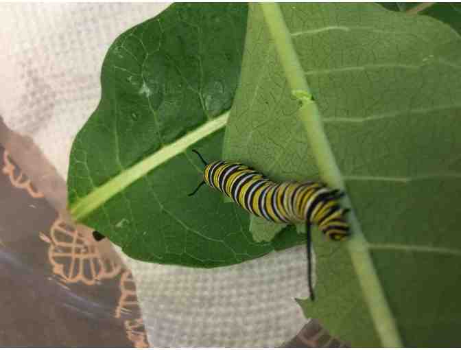 2nd Grade Garden Party