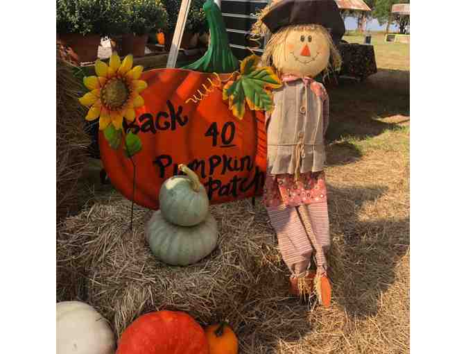 Back 40 Pumpkin Patch - Family Pack#1