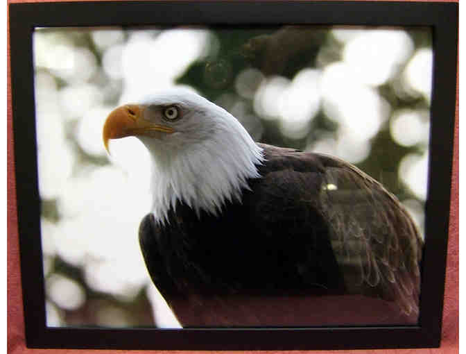 Bald Eagle Framed Photograph by Leslie Wagner