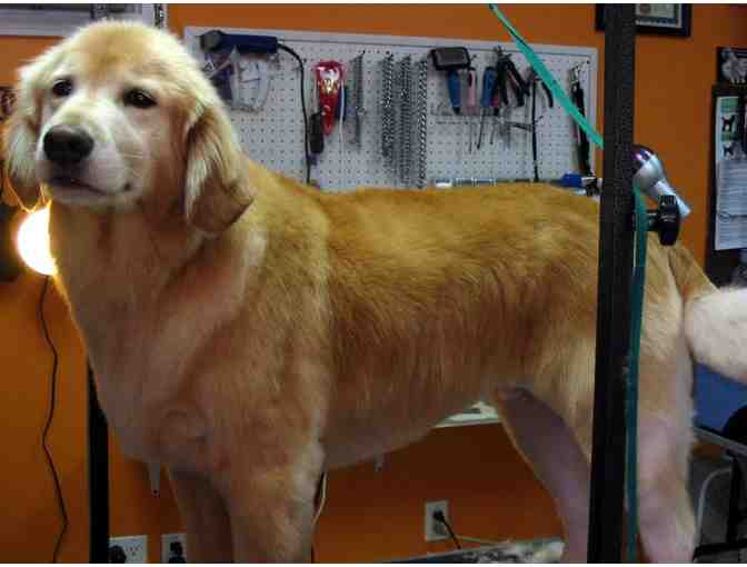 $25 Gift Certificate for Dog Gone Grooming