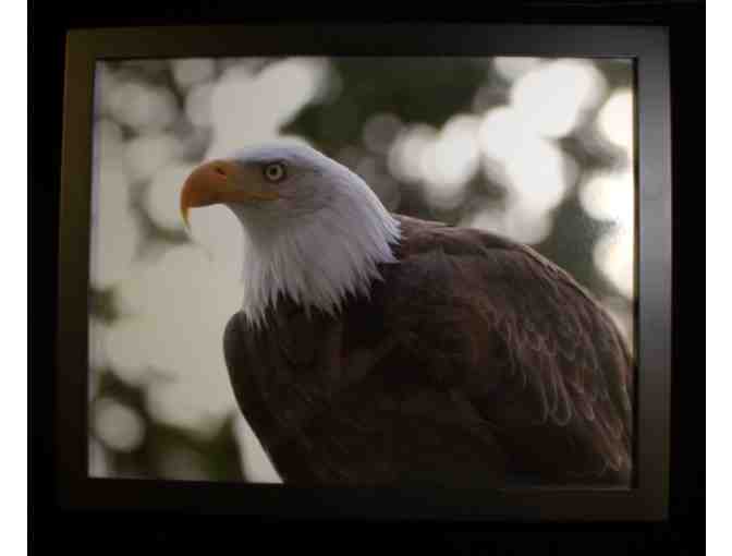 Bald Eagle Framed Photograph by Leslie Wagner