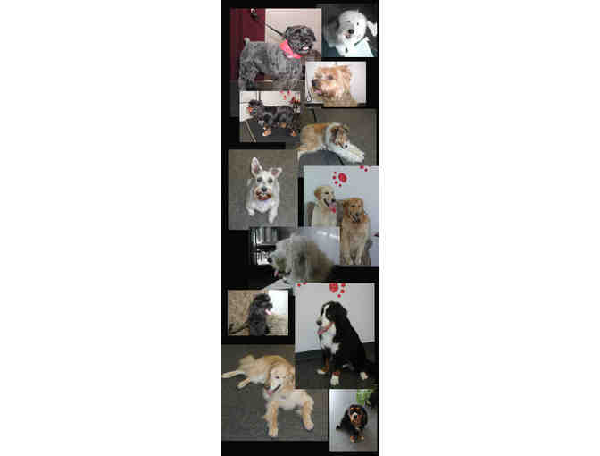 $40 Gift Certificate to Top Dog Professional Grooming