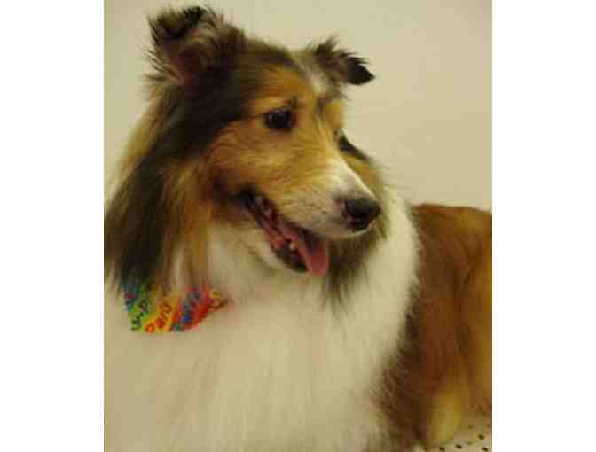 $35 Gift Certificate to Top Dog Professional Grooming