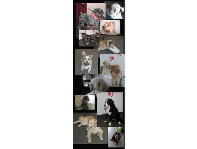 $35 GIFT CERTIFICATE TO TOP DOG PROFESSIONAL GROOMING