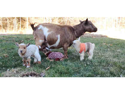 SUNFLOWER FARM PRIVATE GOAT SNUGGLING