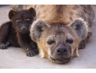 'First Steps' By Denver Zoo Hyena Kai