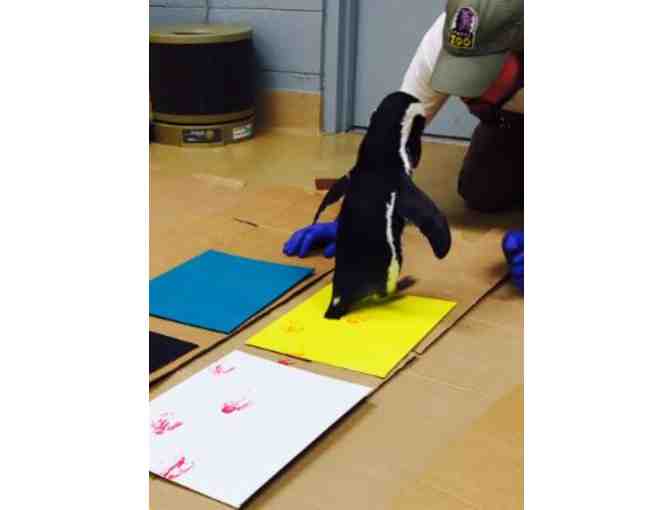 Footloose by Maddie and Juniper, African Penguins