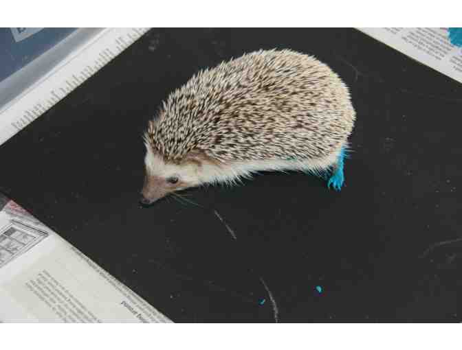 Lily Pond by Chaka, the African Hedgehog