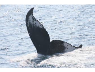 Boston Harbor Cruises: Family 4 pack Whale Watch