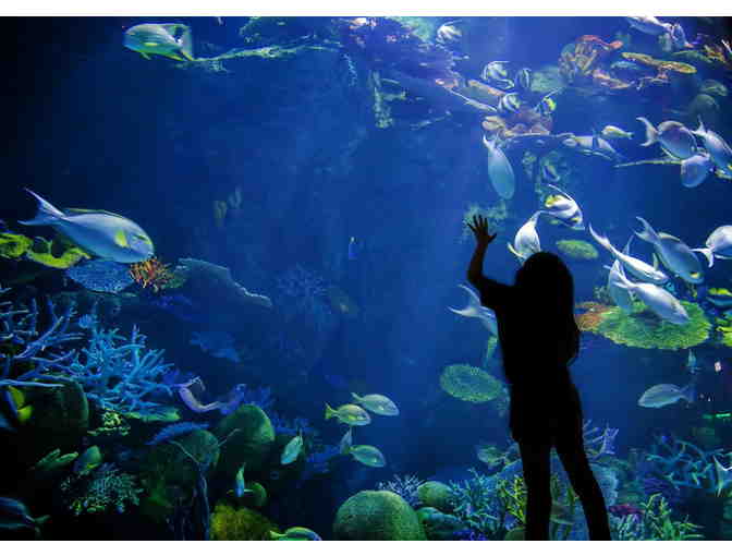 New England Aquarium - Two Admission Passes - Photo 1