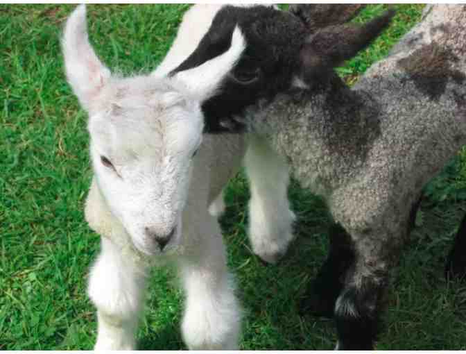 1 week Accommodation in a Rural Cottage in England