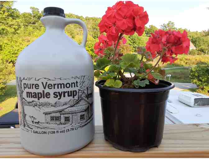 Maple Syrup - Photo 1