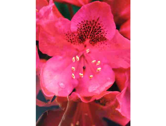 Rhododendron #9 Photograph